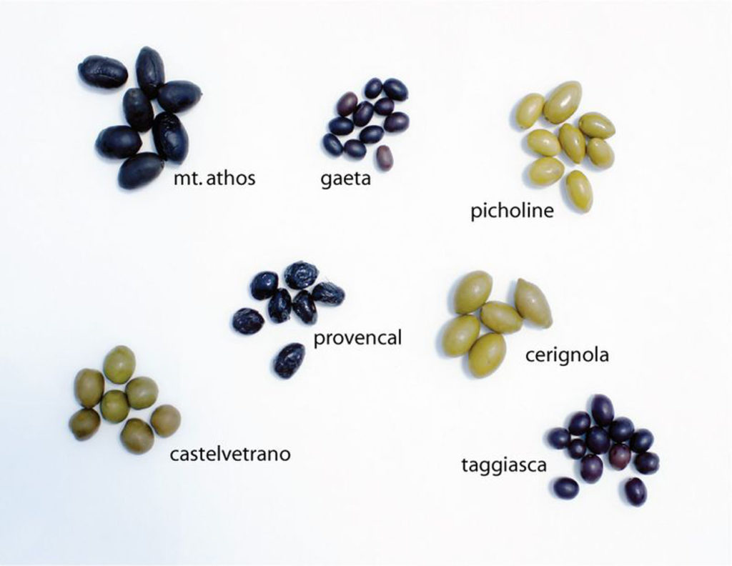 olive basics