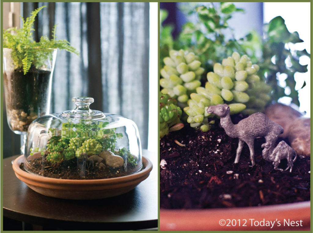 terrarium basics