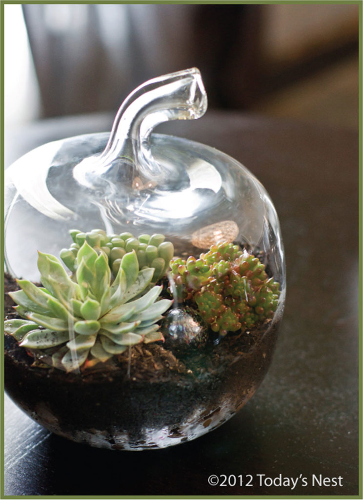 terrarium basics