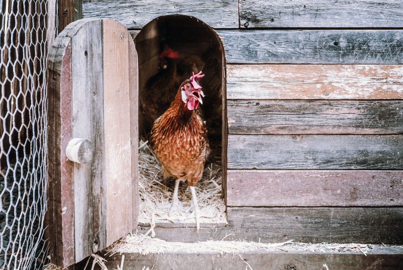 homesteading basics